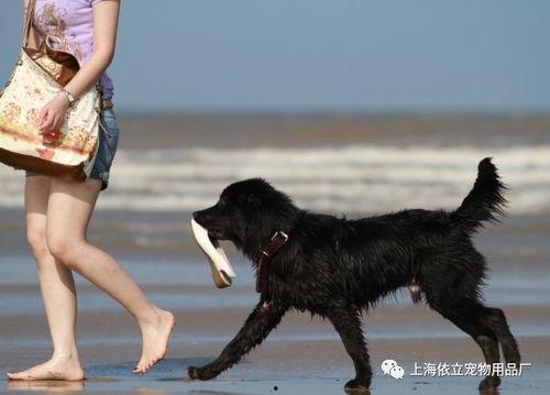 伤害狗的爆料新闻,残忍行径引发社会公愤 第3张 伤害狗的爆料新闻,残忍行径引发社会公愤 第3张